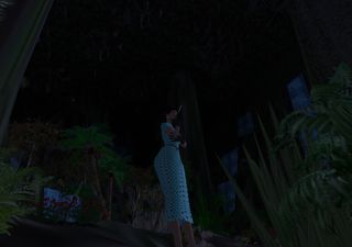 真夜中の熱帯雨林